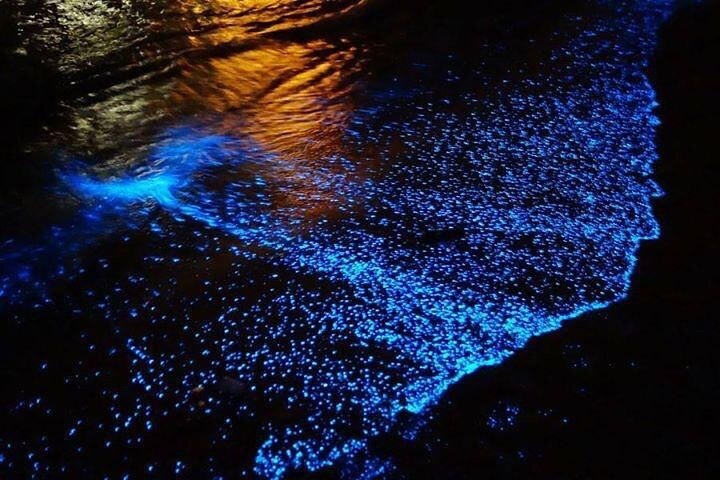 Bioluminescence and sunset